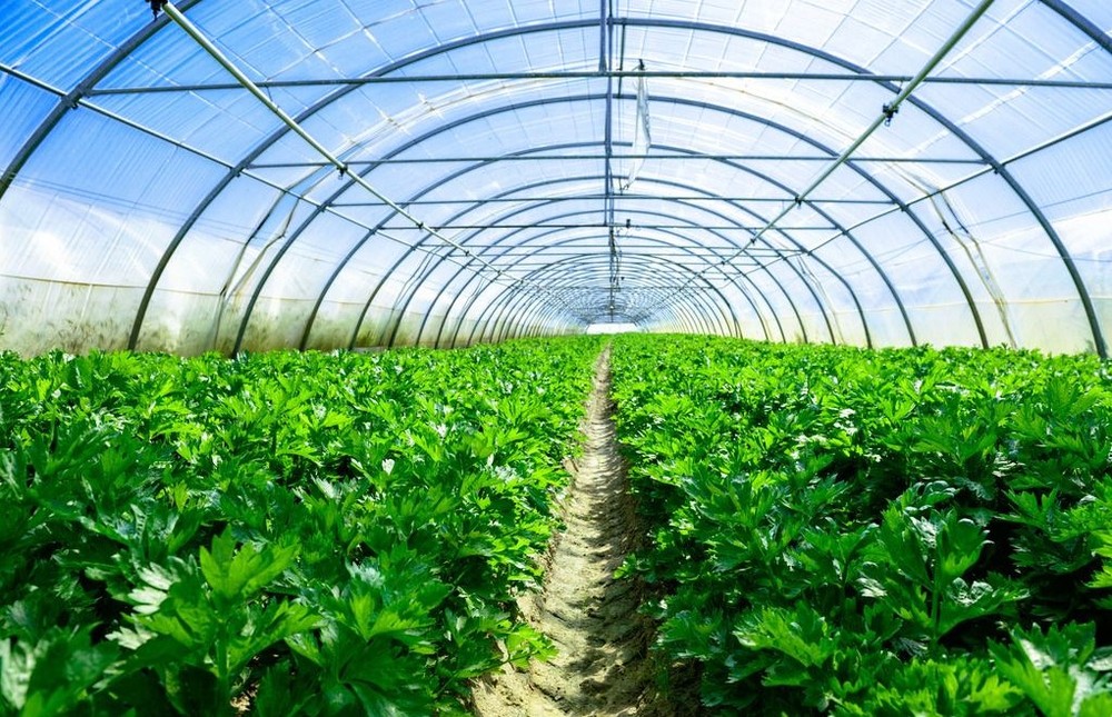 积极发展现代农业，建成国家级农业标准化示范区7000余亩、国家级蔬菜种植示范社3000亩